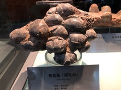 -河南自然博物馆