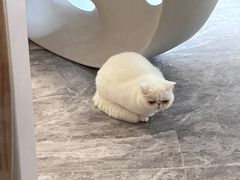 -More Fun猫咖 二十只万元加菲主题