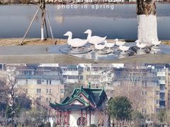 -莫愁湖公园
