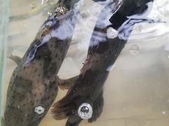 -渔家火锅·海鲜自助餐·演艺(亚龙湾天域酒店)