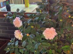 -节节香.成都非遗肥肠粉(总店)