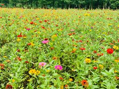 -艾溪湖湿地公园