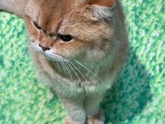 -爪爪喵星球·猫舍(卓悦中心店)