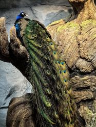 -Zoolung Zoolung动物主题公园(海信广场店)