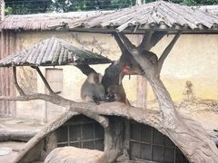 -上海野生动物园