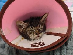 -瑞派动物医院·猫专科·至诚(江南中分院)