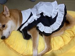 -逗柴咖啡屋·狗咖猫咖宠物桌游
