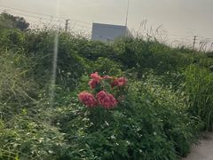 -光明小镇欢乐田园