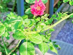 -谷咖啡·鲜花绿植花园餐厅