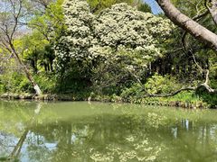 -红梅公园