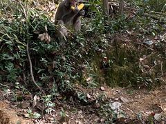 -苏州上方山国家森林公园