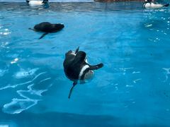 -帝企鹅自助餐厅•儿童岛•真企鹅(长隆企鹅酒店)