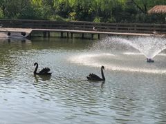 -溱湖国家湿地公园