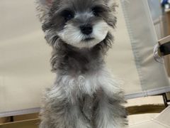 -翊宠yipet猫狗购宠庄园犬舍•猫舍