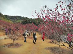 -南国桃园旅游度假区