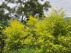 -银湖山郊野公园-相思林