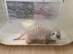 -藦茜花园宠物主题亲子互动体验馆(国顺东路店)