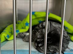 -芭比堂动物医院·犬猫全科·异宠专科(雁塔分院)