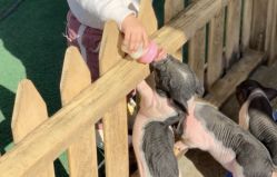 -萌宠亲子动物乐园(槐房万达店)