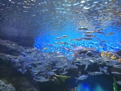 -华夏文旅海洋公园