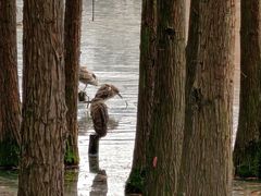 -白鹭湾湿地公园