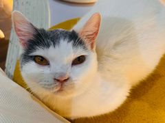 -COLOR PETS 撸猫馆·购猫·猫咖(长风大悦城店)
