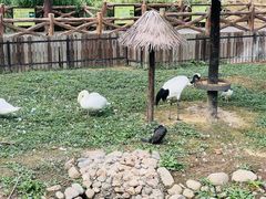 -上海野生动物园