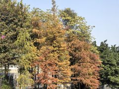 -荔湾湖公园