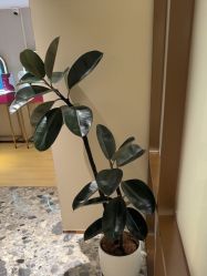 -北京漾格医疗美容医院