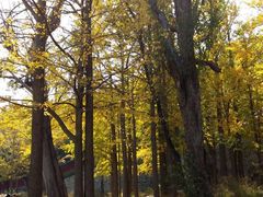 -阳台山自然风景区