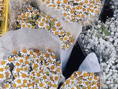 -循礼门鲜花花市(武汉循礼门店)