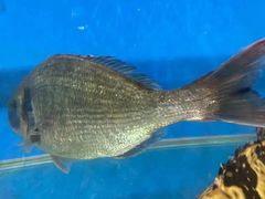 -沿海渔家院海鲜烧烤·东北菜(东戴河店)
