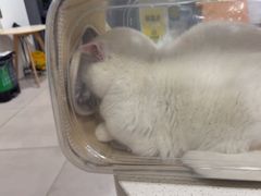 -佳雯宠物医院·皮肤科·内外科(春晓路分院)