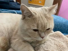 -瑞鹏宠物医院·夜间急症·心超·猫科(祖庙分店)