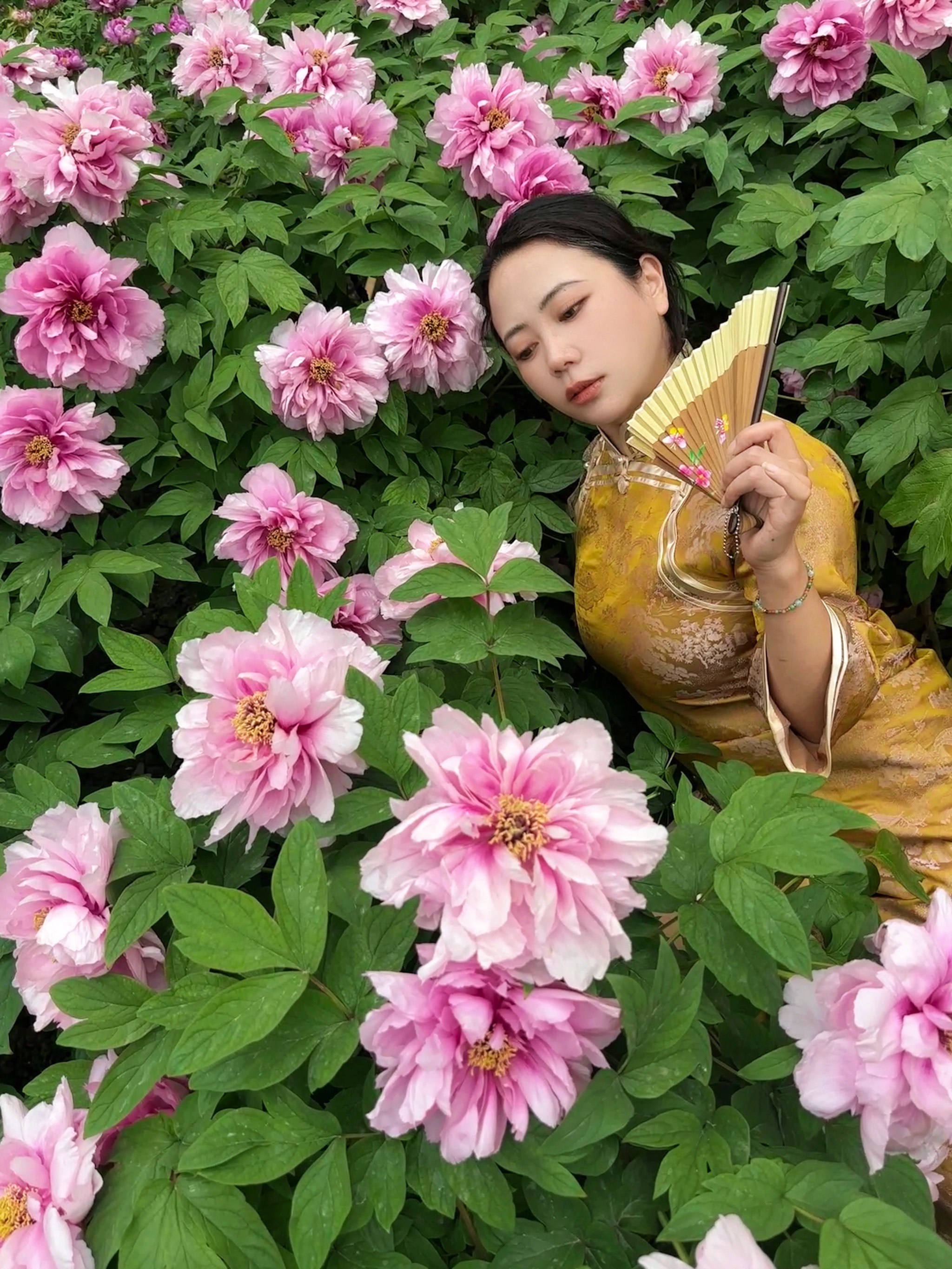 3实拍📷没去洛阳!成都也能拍到盛世牡丹