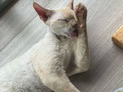 -藏猫猫咖啡主题馆(中央大道店)