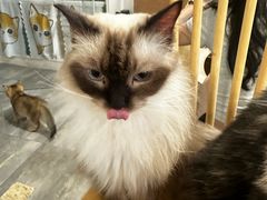 -楼上猫咖(罗湖店)