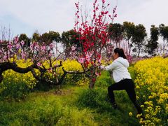 -南汇桃花村