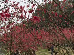 景点-南国桃园旅游度假区