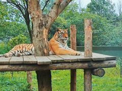 -上海野生动物园