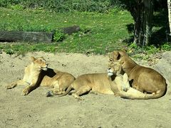 -北京野生动物园