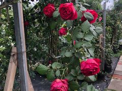 -三圣花乡旅游区