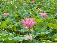 -野鸭湖国家湿地公园