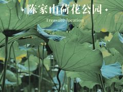 -陈家山荷花公园