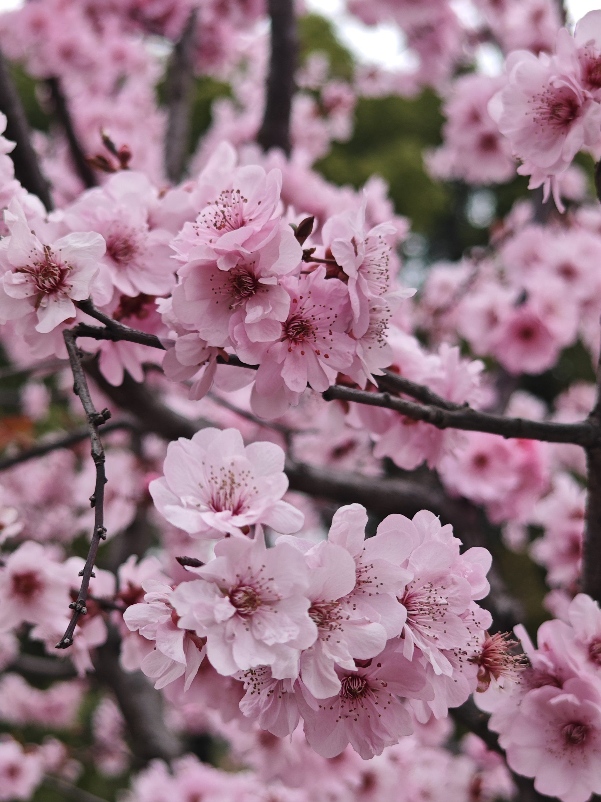 樱花桃花梅花盛开