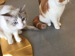 -飞行喵MR PILOT|猫舍·猫咖(静安大融城店)