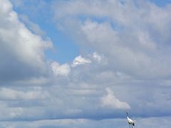 -黑龙江扎龙生态旅游区