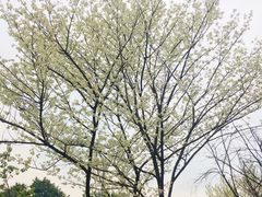 -四川大学(望江校区)