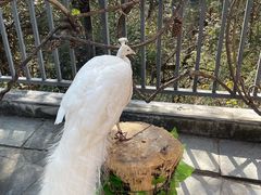 -苍山感通索道