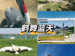 -盐城丹顶鹤湿地生态旅游区